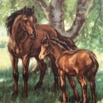 The Discontented Pony